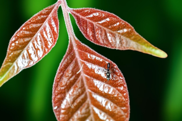 Braune Blätter und Ameise