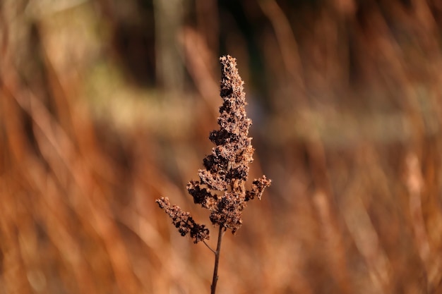 Braune Blume einer getrockneten Pflanzennahaufnahme