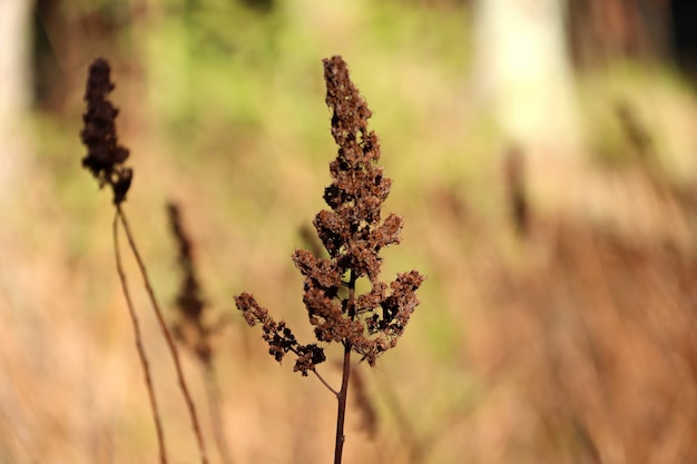 Foto braune blume einer getrockneten pflanzennahaufnahme