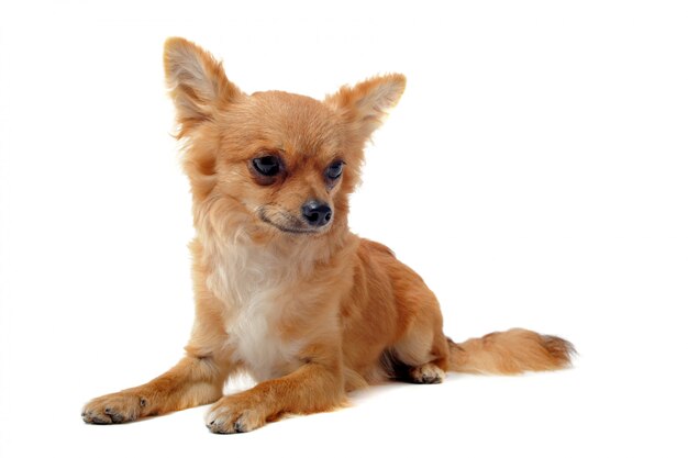 Braune Chihuahua