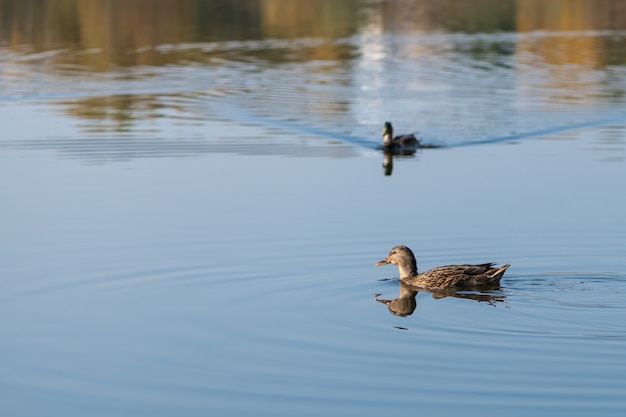 Braune Ente schwimmt auf dem blauen Wasser des Sees