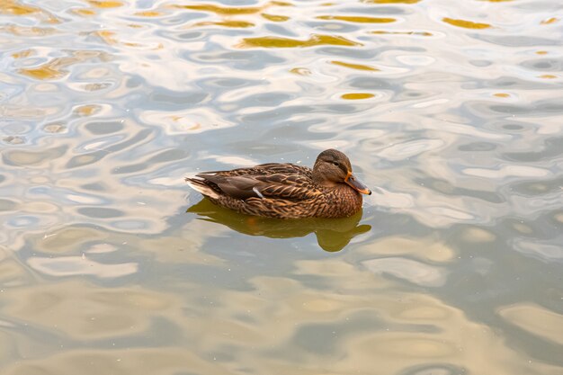 Braune Ente schwimmt im Teich