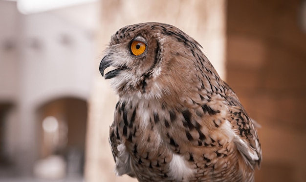 Braune Eule im Zoo