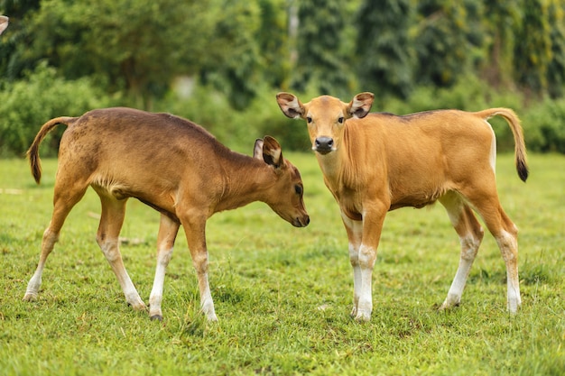 Braune Farbkuh des Porträtbalineses, die in einer Wiese weiden lässt.