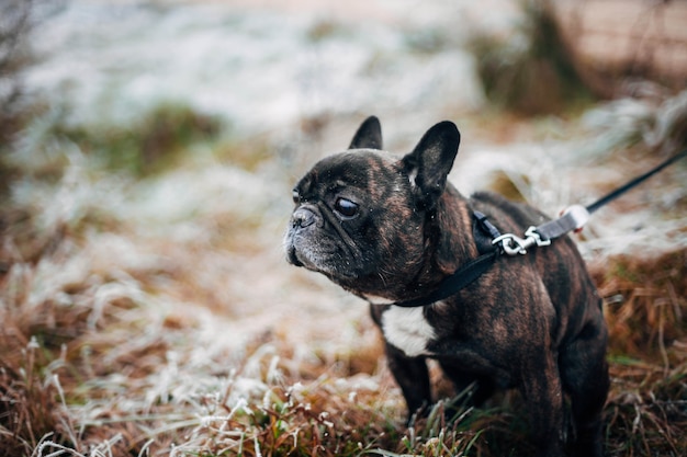 braune französische Bulldogge, die im Winter bei Frost spazieren geht