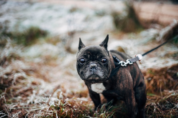 braune französische Bulldogge, die im Winter bei Frost spazieren geht