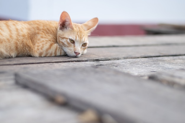 Braune gestreifte Katze, die auf dem Boden liegt