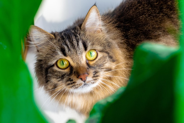 Foto braune heimische sibirische katze durch grüne blätter von heimischen pflanzen katze und pflanzen