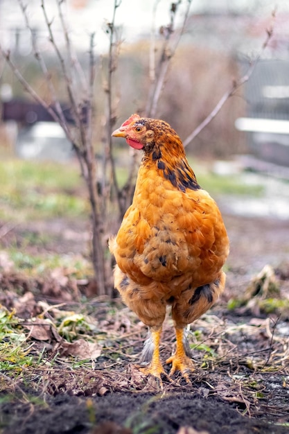 Braune Henne im Garten im zeitigen Frühjahr Aufzucht von Hühnern