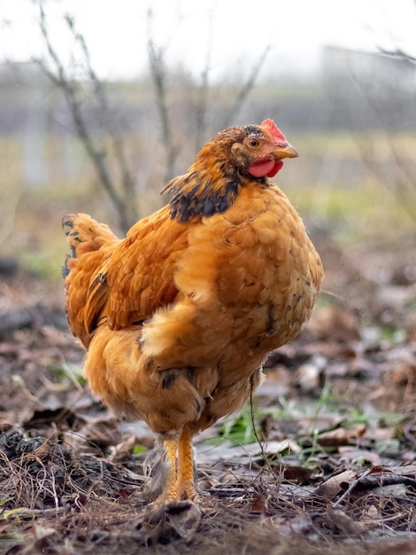 Braune Henne im Garten im zeitigen Frühjahr Aufzucht von Hühnern