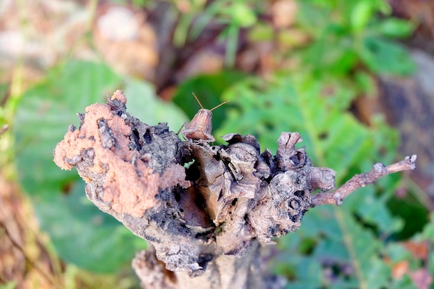 braune Heuschrecke, die auf trockenem Baum sitzt.