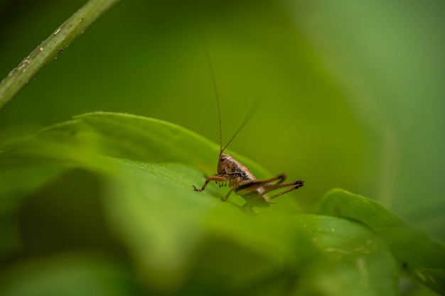 Braune Heuschrecke im grünen saftigen Gras. Konzept: Sprung, Höhe