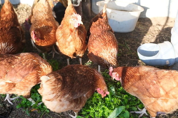 Braune Hühner und Hähne laufen im Hühnerstall und fressen Grasfutter. Konzept für gesunde Ernährung und natürliche Dorfprodukte.