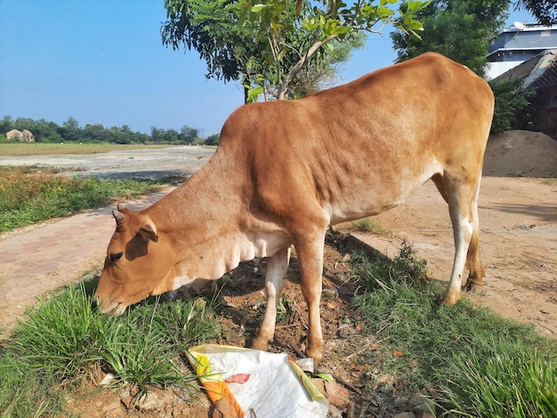 Foto braune indische kuh frisst gras