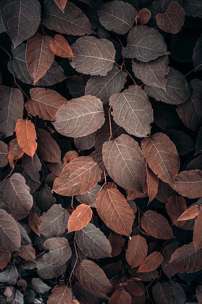 Braune japanische Knöterich-Pflanzenblätter im Herbst brauner Hintergrund