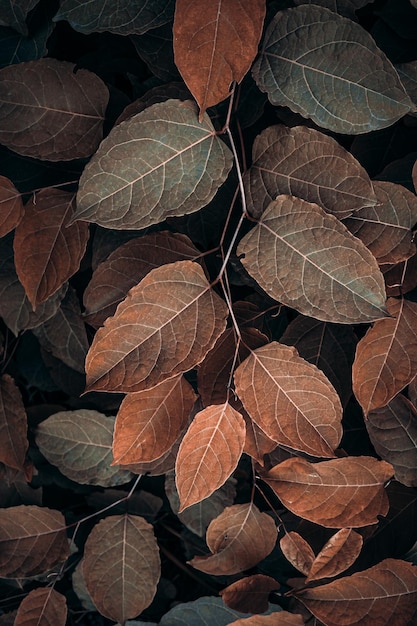 Braune japanische Knöterich-Pflanzenblätter im Herbst brauner Hintergrund