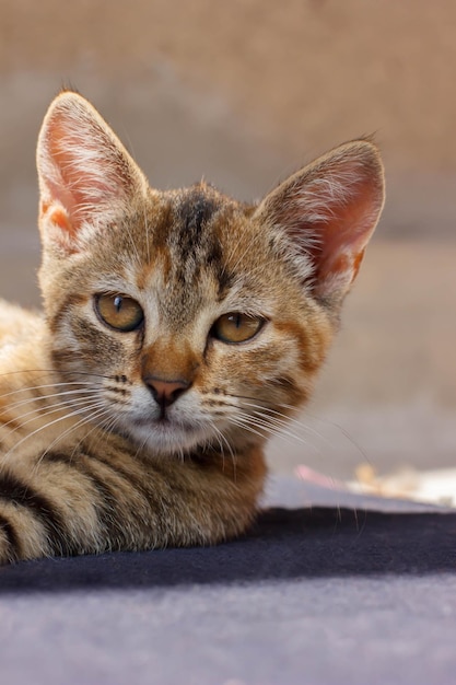 Braune Katze, die auf dunklem Boden liegt