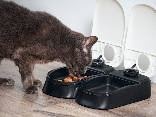 Braune Katze frisst aus dem automatischen Futterautomaten