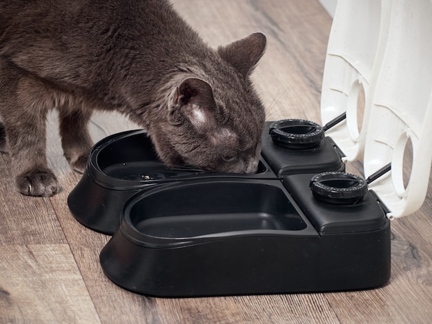 Braune Katze frisst aus dem automatischen Futterautomaten