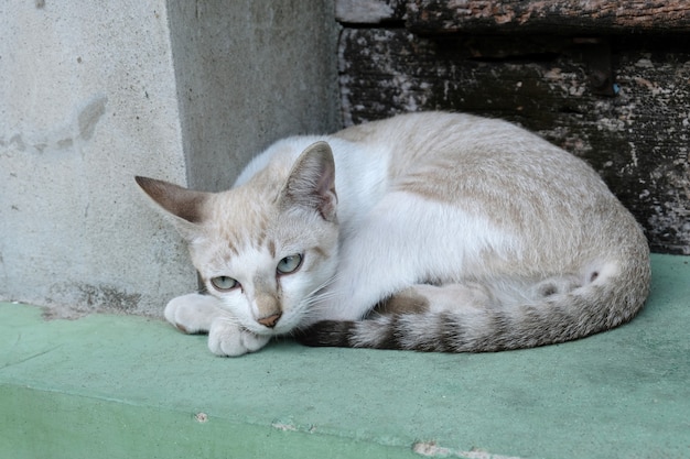 Braune Katze schaut in die Kamera