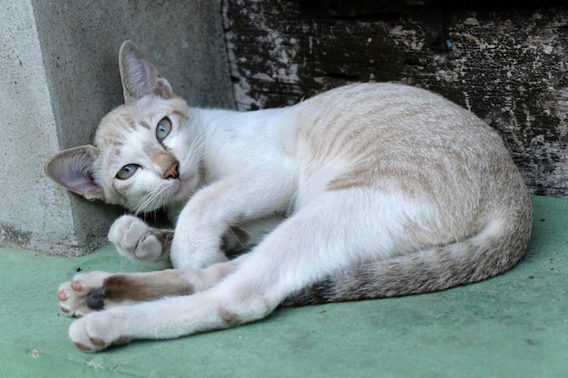 Braune Katze schaut in die Kamera