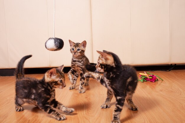 Braune kleine bengalische Leopardentigerkätzchen spielen in der Wohnung