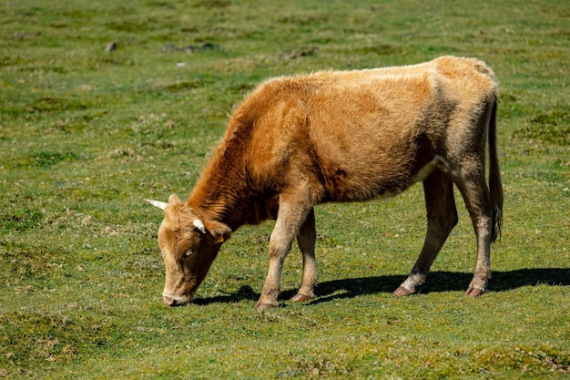 Braune Kühe, die auf einer Wiese grasen