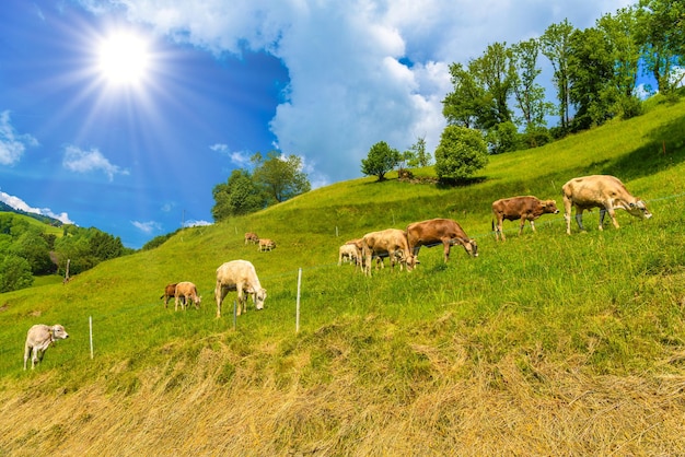 Braune Kühe fressen Gras im Alpendorf Grabs Werdenberg St