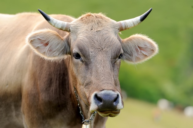 Braune Kuh auf Bergweide. Sommertag