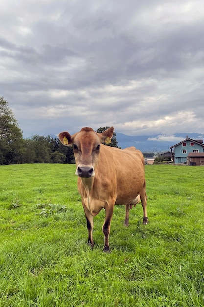 Braune Kuh auf dem Hintergrund einer Waldlandschaft.