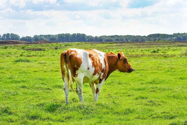 Braune Kuh auf der grünen Wiese