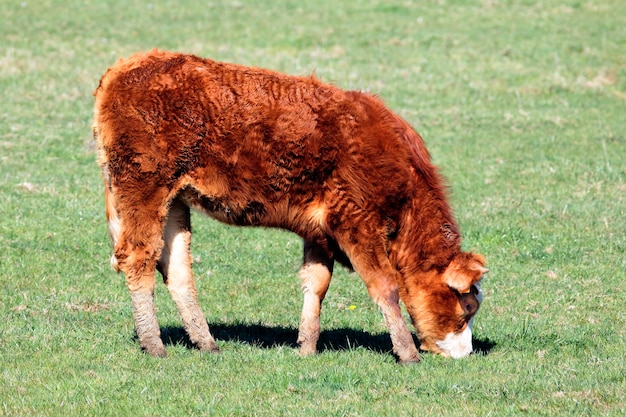 Braune Kuh auf der grünen Wiese