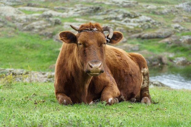 Braune Kuh auf einer grünen Wiese, Nahaufnahme. Haustier gehörntes Tier, Textfreiraum