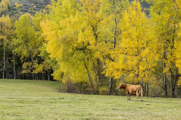 Braune Kuh, die auf der Weide nahe schönen Herbstbäumen weidet