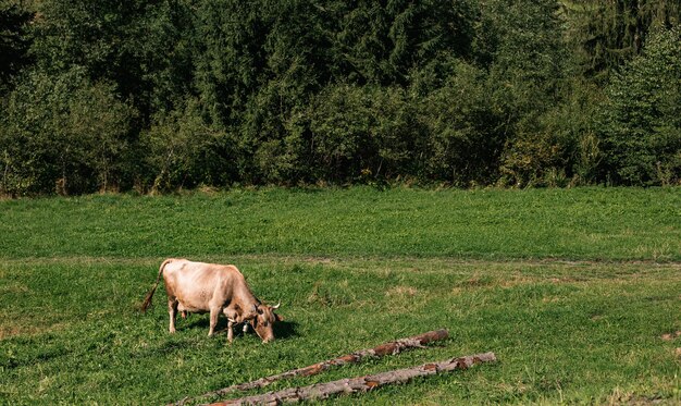 Braune Kuh, die auf der Wiese auf dem Land weidet