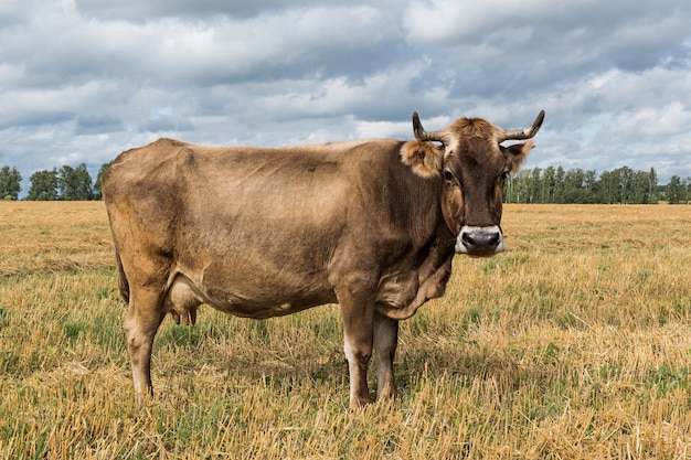 Braune Kuh, die in einer Wiese weiden lässt