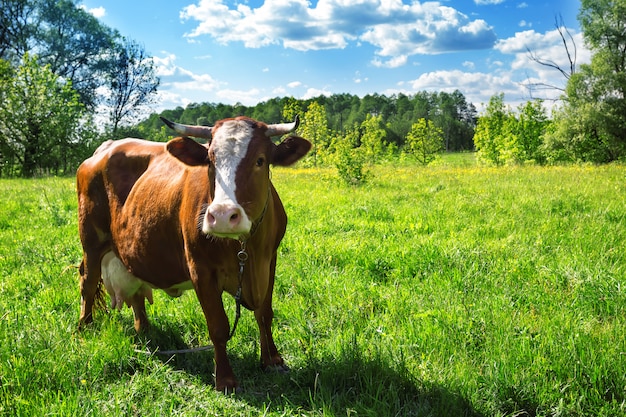Braune Kuh mit einem weißen Fleck auf der Weide mit hellgrünem Gra