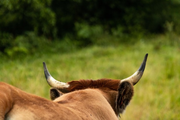 braune Kuh mit Hörnern auf der grünen Wiese