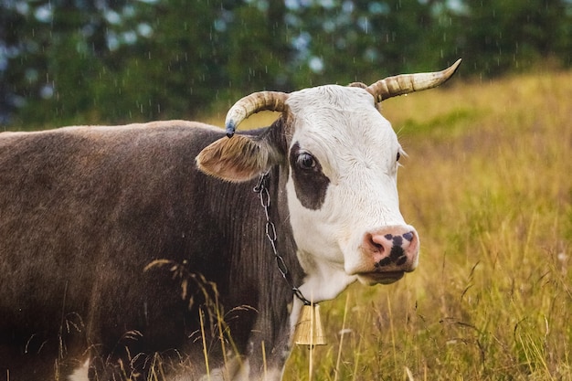 Braune Kuh mit weißem Kopf auf Weide während des Regens