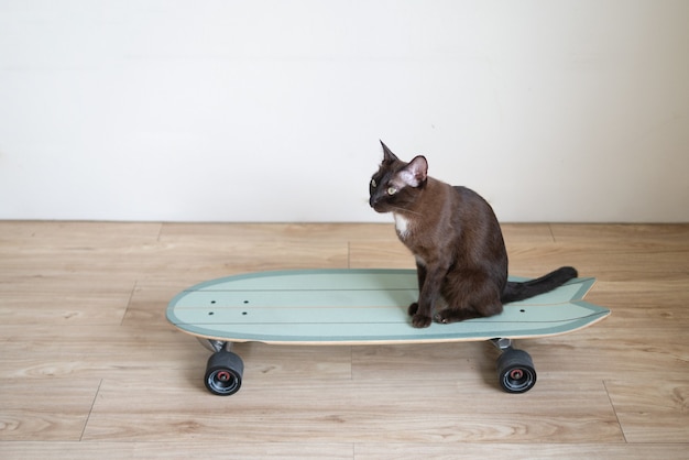 Foto braune miezekatze auf surfskateboard lustiger ausdruck mit sportübungskonzept gesundem lebensstil