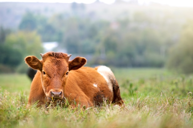 Braune Milchkuh, die auf grünem Gras am Farmgrünland weidet.