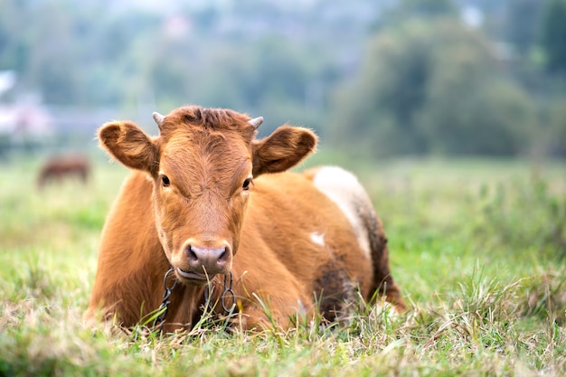 Braune Milchkuh, die auf grünem Gras am Farmgrünland weidet