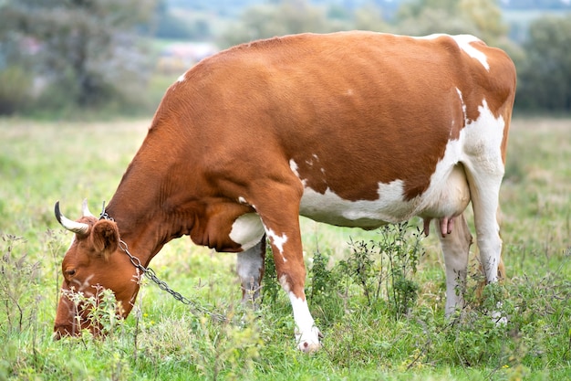 Braune Milchkuh, die auf grünem Gras auf Bauernhofwiese weiden lässt.