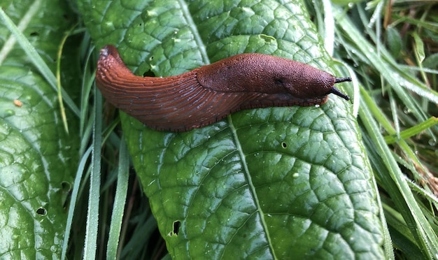 Foto braune nacktschnecke auf einem grünen blatt im gras