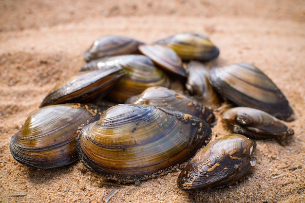 Braune nasse Muscheln, die in Haufen auf dem Sand liegen, Meeresfrüchte.