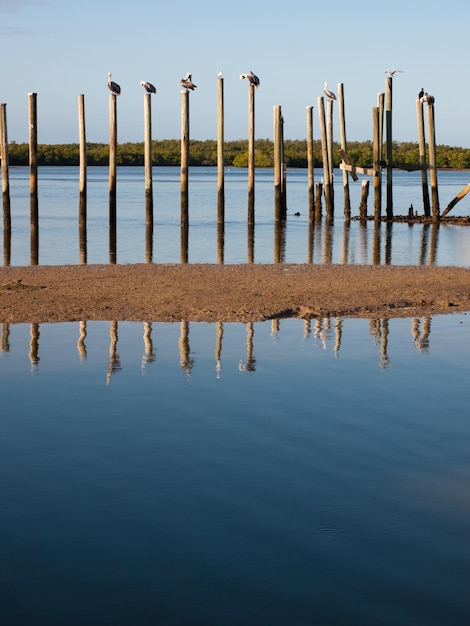 Braune Pelikane auf der Insel Chokoloskee.