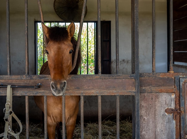 Braune Pferde, die im geschlossenen Käfig im Zimmergebäude stehen Pferdeporträtfotografie