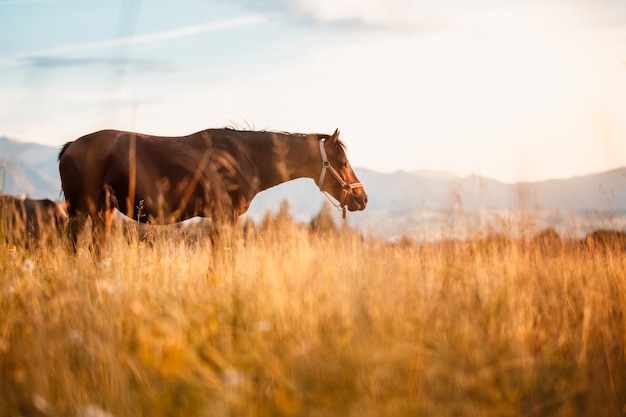 Braune Pferde stehen im hohen Gras im Abendlicht im Waldhintergrund Kastanienpferd läuft im Galopp auf einem Frühlingssommerfeld