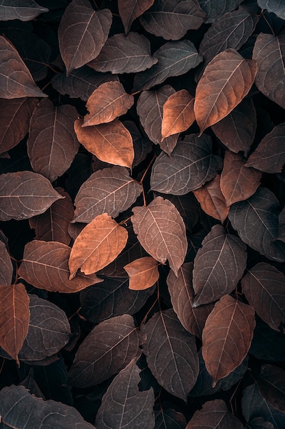 braune Pflanzenblätter in der Natur in der Herbstsaison, brauner Hintergrund
