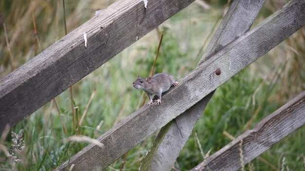 Foto braune ratten auf der farm